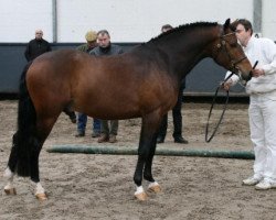 horse Kulberg's Orion (New Forest Pony, 2006, from Tongerenhof Peridoot)