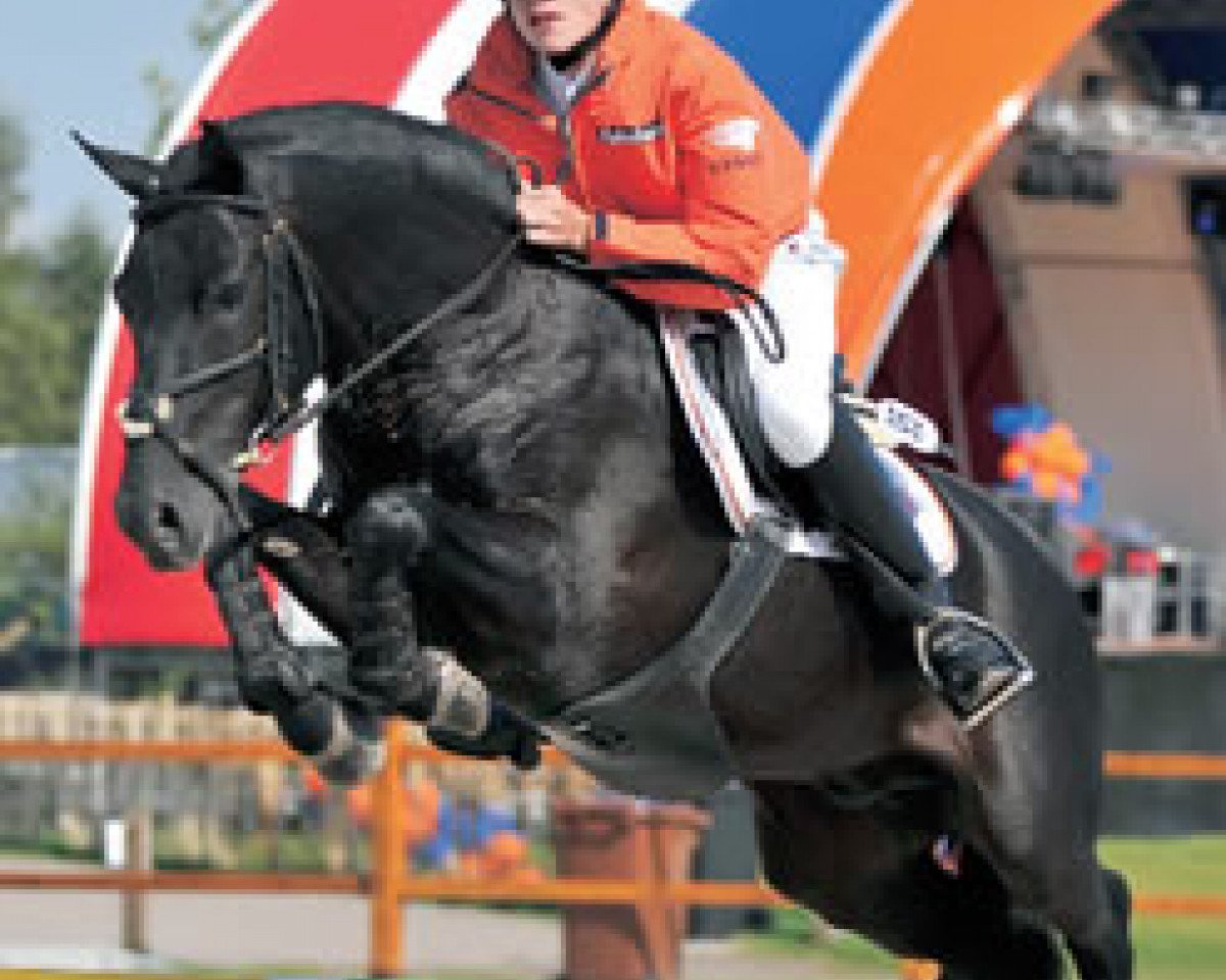 Deckhengst De Mensinghe's Rinaldo (New-Forest-Pony, 2000, von Kantje's Ronaldo)