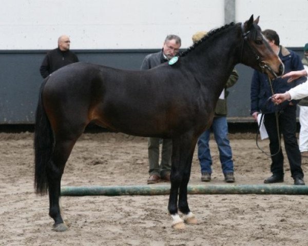 horse Hijker Forest Cash (New Forest Pony, 2007, from De Mensinghe's Rinaldo)