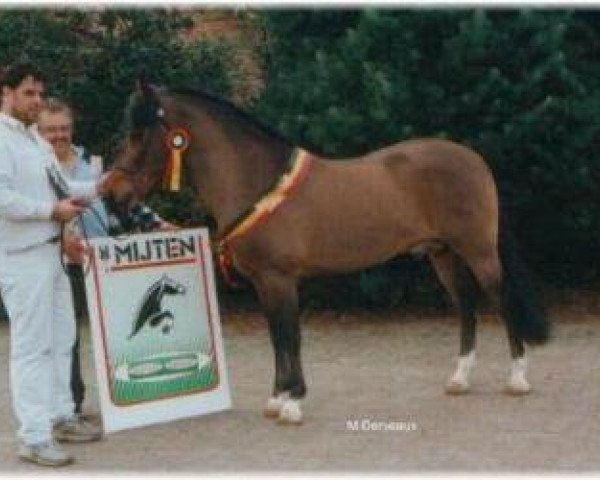 stallion Lucky Longshot (New Forest Pony, 1992, from Luckington Sportaide)