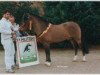 stallion Lucky Longshot (New Forest Pony, 1992, from Luckington Sportaide)