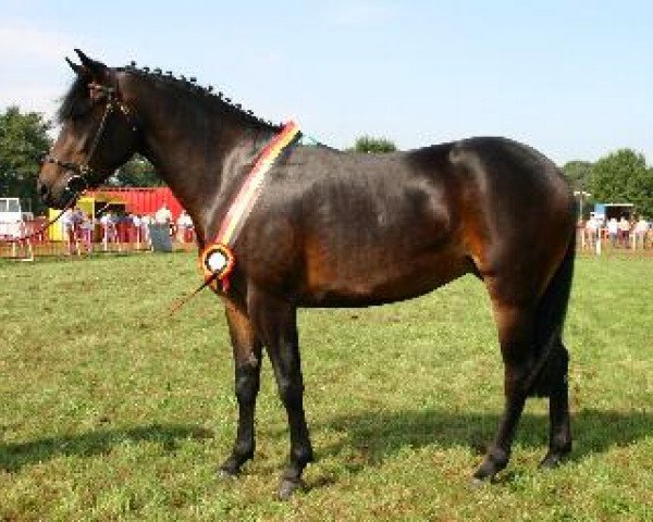 horse Waterhoek's Waikiki (New Forest Pony, 2002, from Polsbury Popeye)