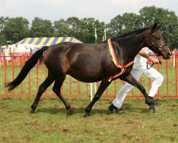 broodmare Berghof's Queen (New Forest Pony, 1996, from Valentino)