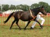 Zuchtstute Berghof's Queen (New-Forest-Pony, 1996, von Valentino)