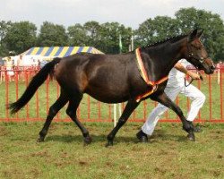 broodmare Berghof's Queen (New Forest Pony, 1996, from Valentino)