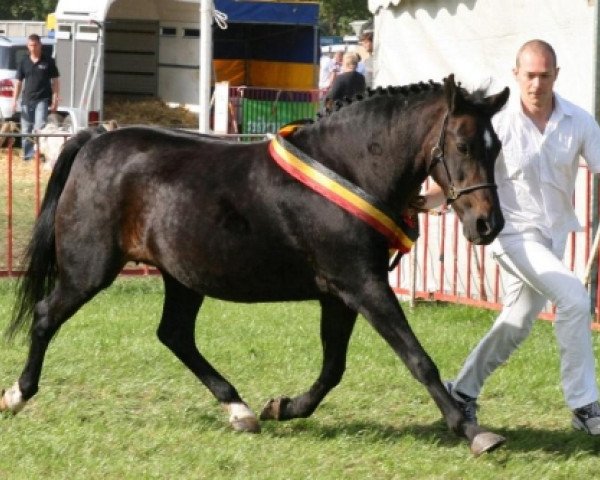 broodmare Berghof’s Leentje (New Forest Pony, 1991, from Merrie Messiah)