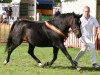 broodmare Berghof’s Leentje (New Forest Pony, 1991, from Merrie Messiah)