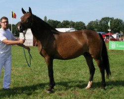 horse Polsbury Pardoes (New Forest Pony, 1999, from Nieuwmoeds Patrick)