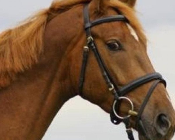 dressage horse Red Diamond 19 (Oldenburg, 2008, from Royal Diamond)