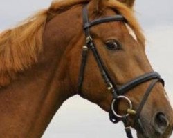 dressage horse Red Diamond 19 (Oldenburg, 2008, from Royal Diamond)