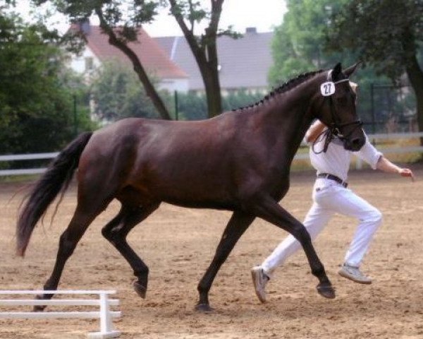 broodmare Goldlady B (German Sport Horse, 2003, from Goldkäfer)
