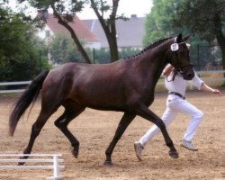 Zuchtstute Goldlady B (Deutsches Sportpferd, 2003, von Goldkäfer)