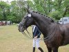 dressage horse De Javue 3 (Rhinelander, 1997, from De Niro)