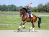 dressage horse Sir Prise (Hanoverian, 2008, from Stedinger)