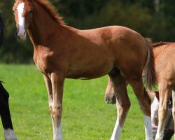 dressage horse Don Unique (Oldenburg, 2014, from Sezuan)