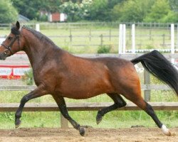 broodmare Olympia (New Forest Pony, 1996, from Valentino)