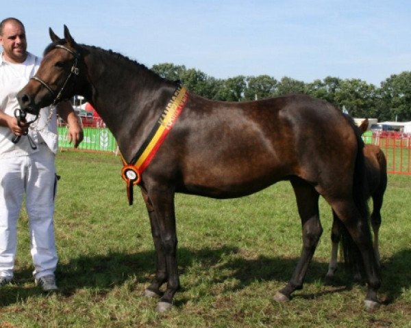 Pferd Marrondales Victoria (New-Forest-Pony, 2005, von Corso)