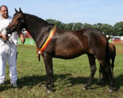 horse Marrondales Victoria (New Forest Pony, 2005, from Corso)