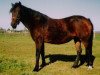 Zuchtstute Offem Aspasia (New-Forest-Pony, 1996, von Brummerhoeve's Boss)