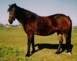 Zuchtstute Offem Aspasia (New-Forest-Pony, 1996, von Brummerhoeve's Boss)