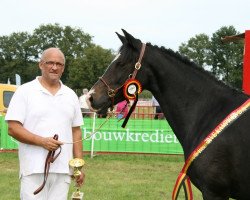 horse Eikenhorst's Valerie (New Forest Pony, 2005, from Valentino)