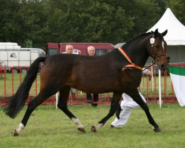 horse Sintels Trivia (New Forest Pony, 1999, from Molenaar's Golden King)