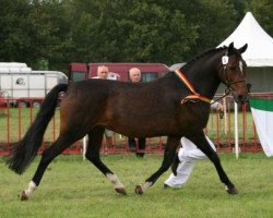 Pferd Sintels Trivia (New-Forest-Pony, 1999, von Molenaar's Golden King)