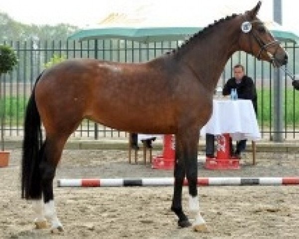 broodmare Marbella (Oldenburg, 2008, from Sandro Hit)