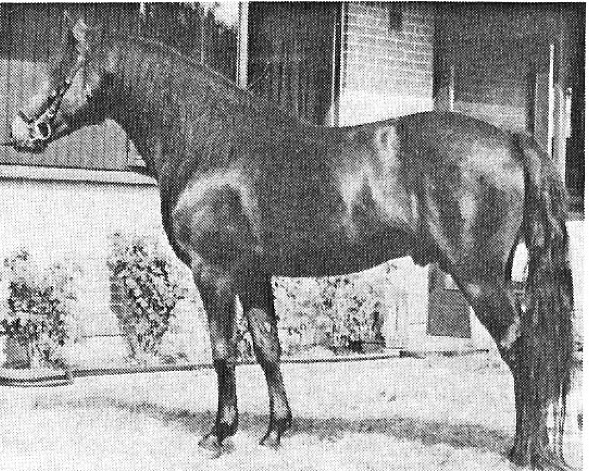 stallion Eskehøjgaards Ali (New Forest Pony, 1979, from Heihof's Primeur)