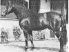 stallion Eskehøjgaards Ali (New Forest Pony, 1979, from Heihof's Primeur)