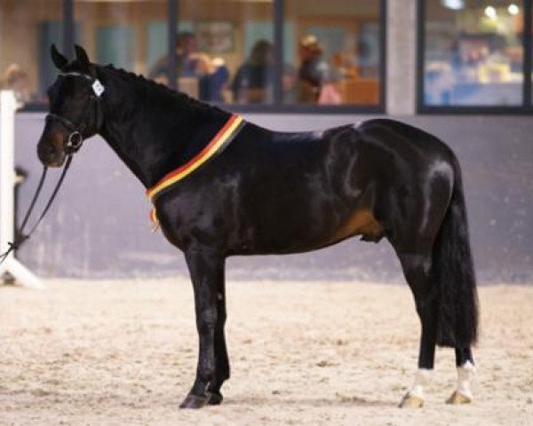 stallion Riddersholm Salem (New Forest Pony, 2004, from Sirius Hippios)