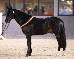 Deckhengst Riddersholm Salem (New-Forest-Pony, 2004, von Sirius Hippios)