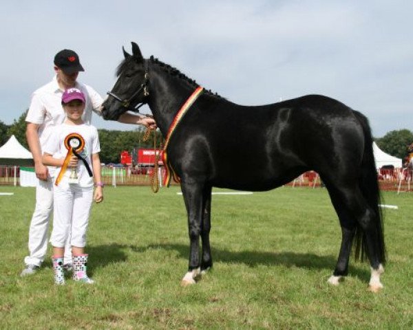 horse Luminahof's Fien (New Forest Pony, 2008, from Riddersholm Salem)