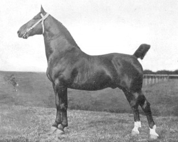 stallion Wilfried (Oldenburg, 1905, from Edelmann 1527)