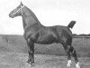 stallion Wilfried (Oldenburg, 1905, from Edelmann 1527)