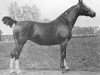 broodmare Frelona (KWPN (Royal Dutch Sporthorse), 1909, from Wilfried)