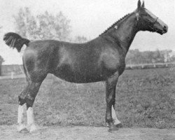 Zuchtstute Frelona (KWPN (Niederländisches Warmblut), 1909, von Wilfried)