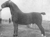 stallion Simon (Groningen, 1915, from Excellent 1035)