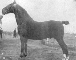 stallion Simon (Groningen, 1915, from Excellent 1035)