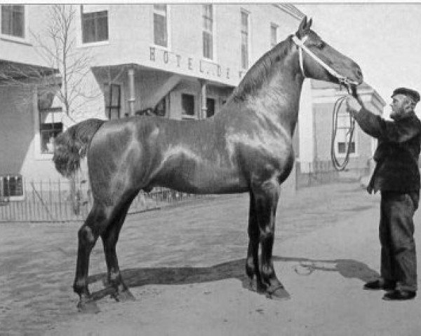 stallion Willem I (Oldenburg, 1895, from Volkbert 1271)