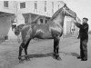 stallion Willem I (Oldenburg, 1895, from Volkbert 1271)