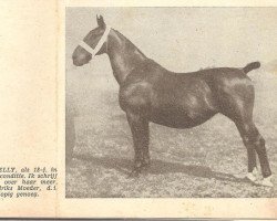 broodmare Nezelly (Groningen, 1925, from Simon)