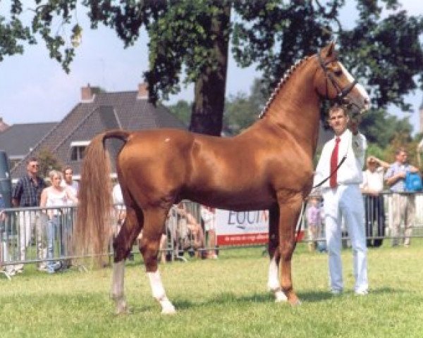stallion Elegant (Gelderland, 1986, from Theoloog)