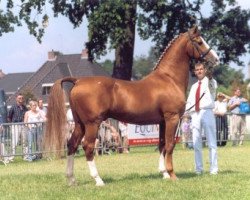 stallion Elegant (Gelderland, 1986, from Theoloog)