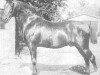 stallion Cicero (Holsteiner, 1889, from Julius)