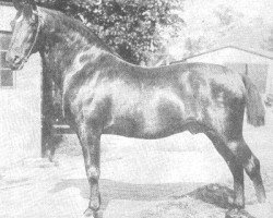 stallion Cicero 1608 (Holsteiner, 1889, from Julius)