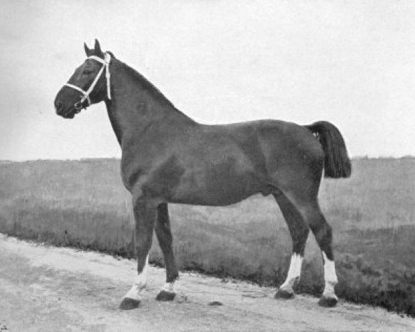 stallion Cicero II (Holsteiner, 1894, from Cicero)