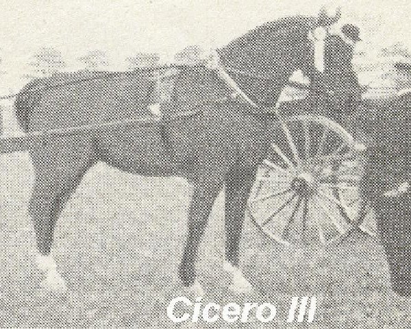 Deckhengst Cicero III (Groninger, 1907, von Cicero II)