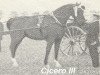 stallion Cicero III (Groningen, 1907, from Cicero II)