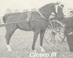 stallion Cicero III (Groningen, 1907, from Cicero II)